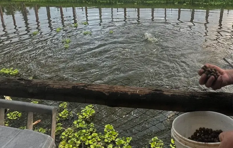 A Importância da Alimentação na Produção de Peixes