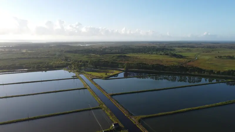 Brasil entre os maiores produtores de aquicultura das Américas