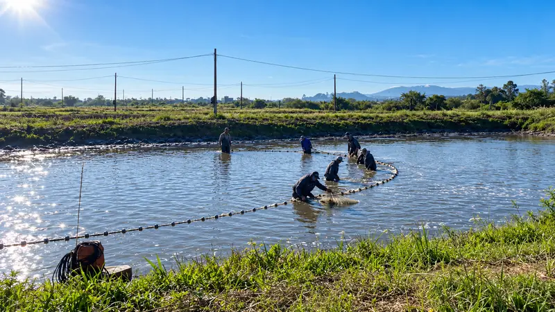 Equipe de produtores puxando rede de despesca em viveiro de aquicultura