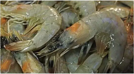 Doença da Cabeça Amarela em Camarões