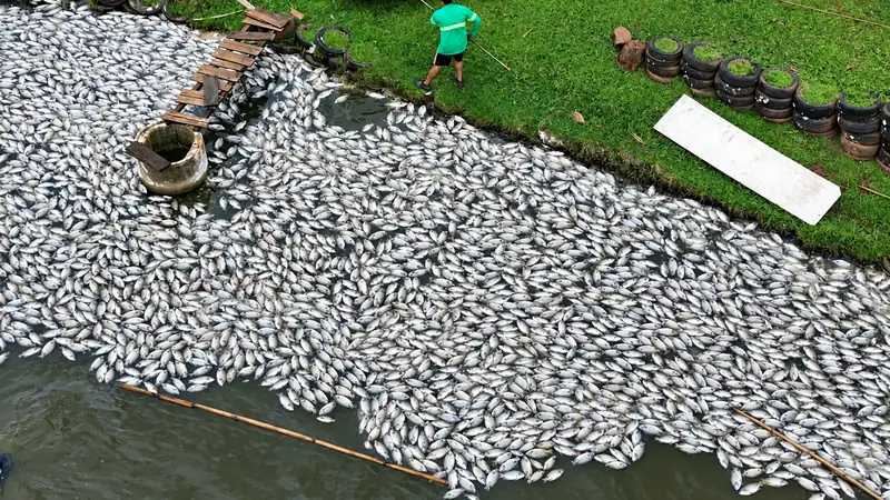 Vista aérea de viveiro de tilápia com grande quantidade de peixes mortos boiando junto à margem