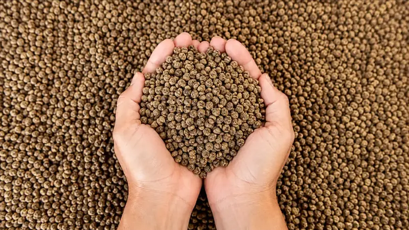 Nutrição assertiva: como a tecnologia está transformando a formulação de rações