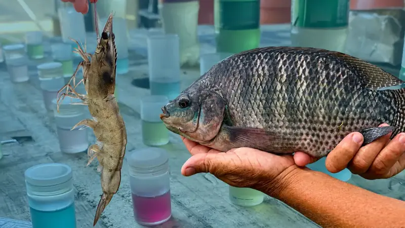 Parâmetros de qualidade da água na aquicultura: o que medir e por quê