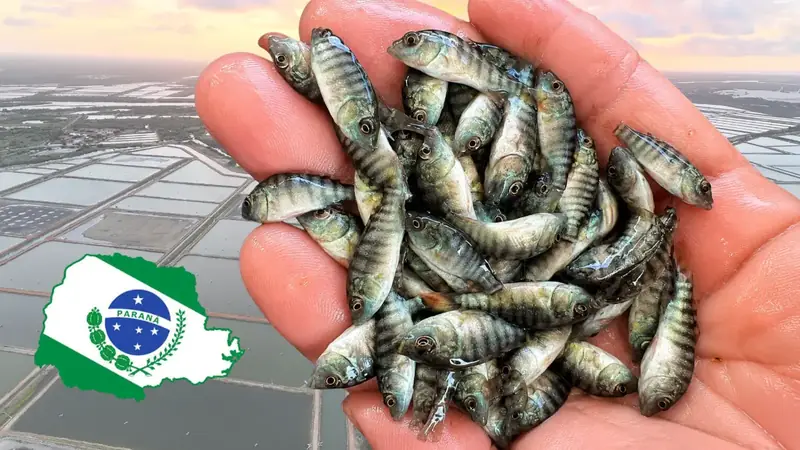 Paraná: a capital brasileira do peixe de cultivo