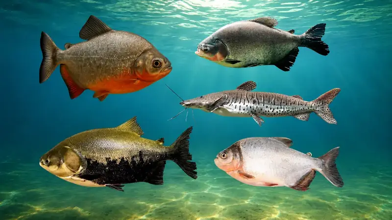 Peixes nativos do Brasil: quais espécies são produzidas e como está o mercado