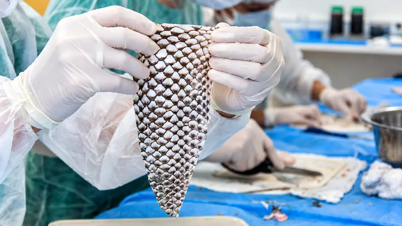 Mãos com luvas segurando uma pele de tilápia inteira, com escamas, em laboratório