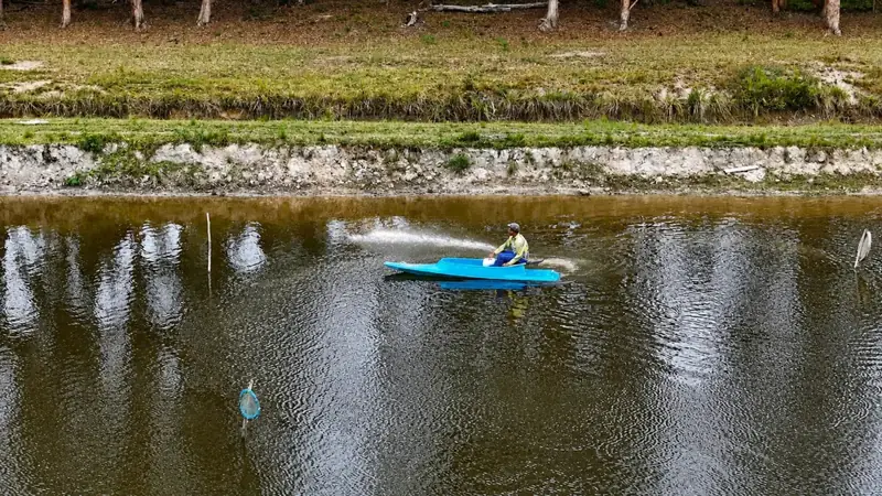 Probióticos no cultivo de peixe e camarão: o que são e como usar na fazenda