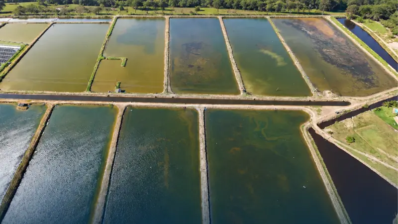 Vista aérea de viveiros de produção aquícola com água em tons de verde e azul